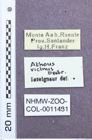 Etiketten zu Athous vicinus (NHMW-ZOO-COL-0011431)